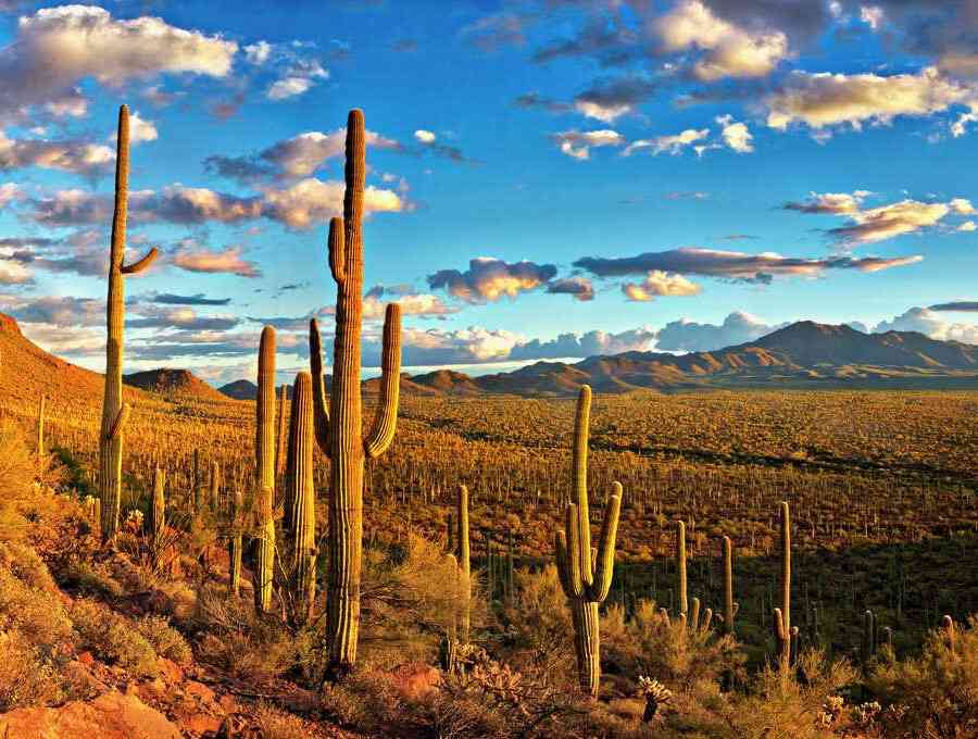 Tucson, Arizona Saguaro National Park at sunset showing hundreds of saguaro cacti