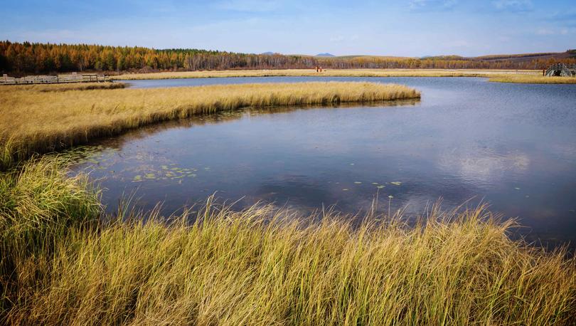 Florida wetlands showing tall reeds lining the calm, dark lake waters and trees in the distant background