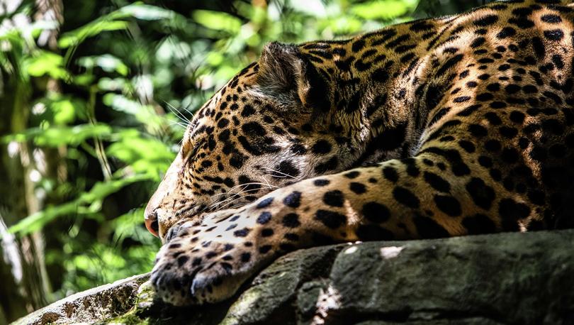 Jaguar taking a nap on a rock in a jungle-setting with green plants in the background