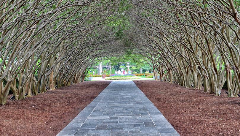 Tree-covered walkway at Dallas Arboretum.