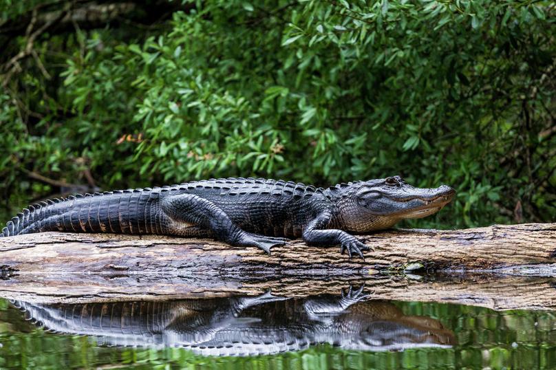 Tampa alligator sunbathing on a log along a river with thick bushes
