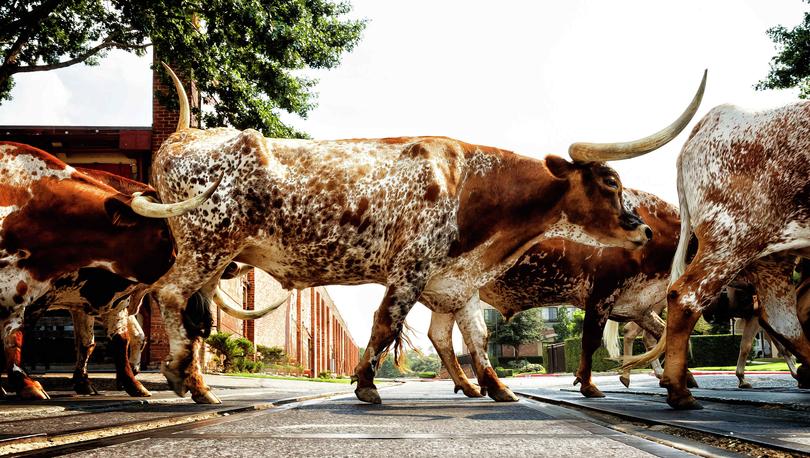 Photo of longhorns walking through downtown Fort Worth. 