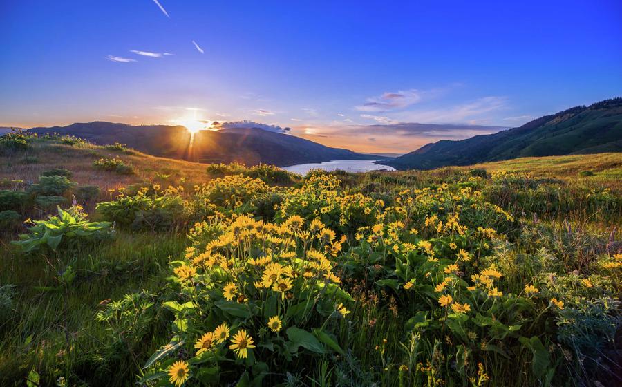 Portland, Oregon Columbia River Gorge showing blooming yellow natural flowers, rolling mountains, and the setting sun