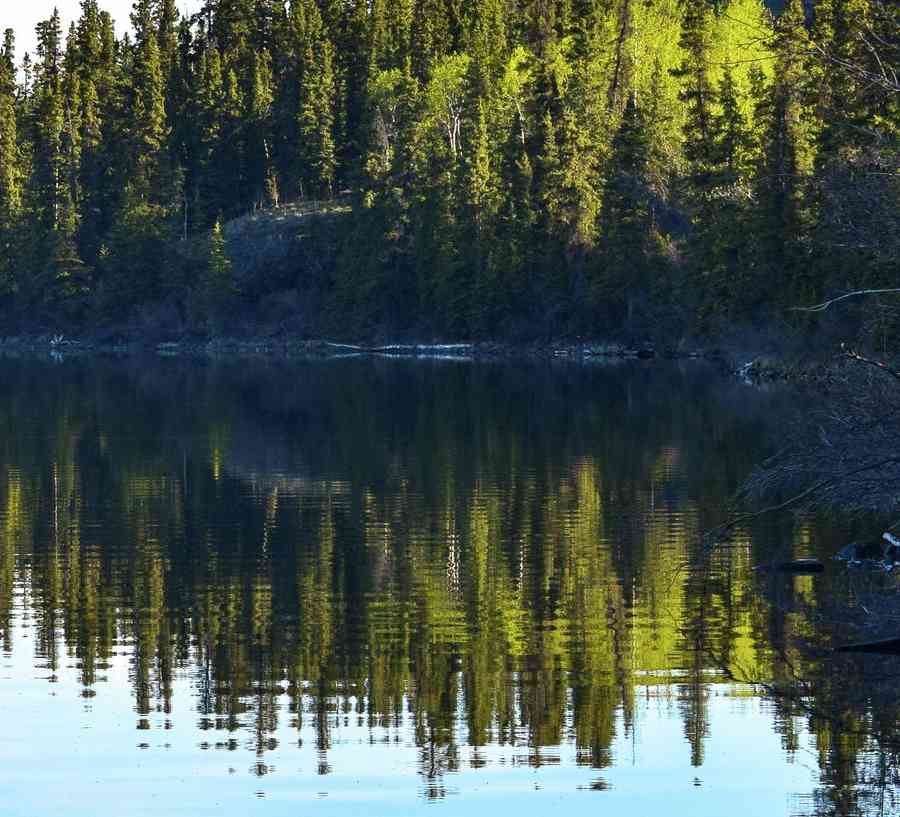 A clear morning reflection of the forest and mountains in a calm lake or river.