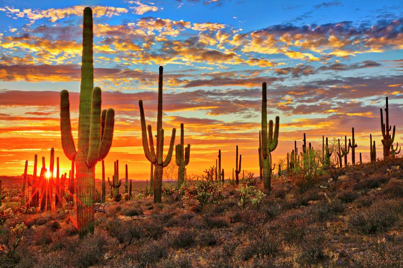 Phoenix, Arizona Sonoran Desert at sunset showing numerous saguaro cacti, desert plants, and cloudy silver-lined clouds