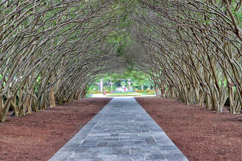 Tree-covered walkway at Dallas Arboretum.