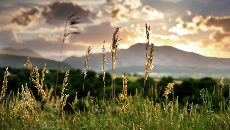 Colorado grassy field at dusk with wildgrass, trees, and mountains off in the distance