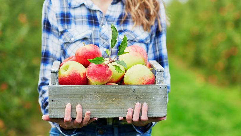 Woman carrying a box of apples at orchard.