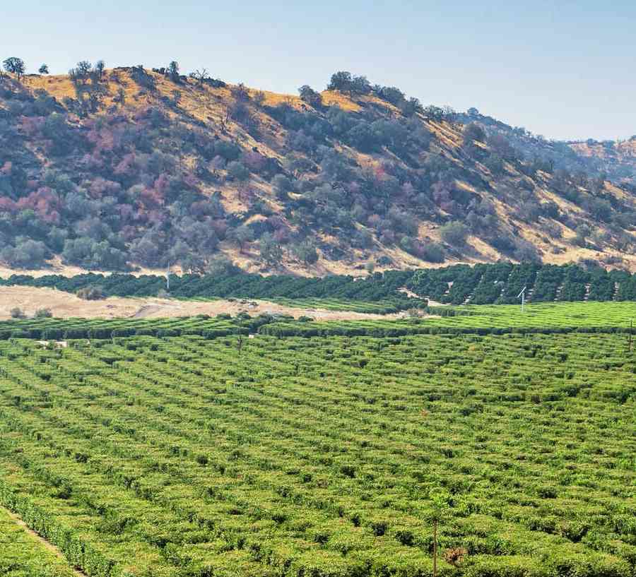 Bakersfield, California orange groves with countless fruit trees, dead tall grass in front, and bushy mountains in the back