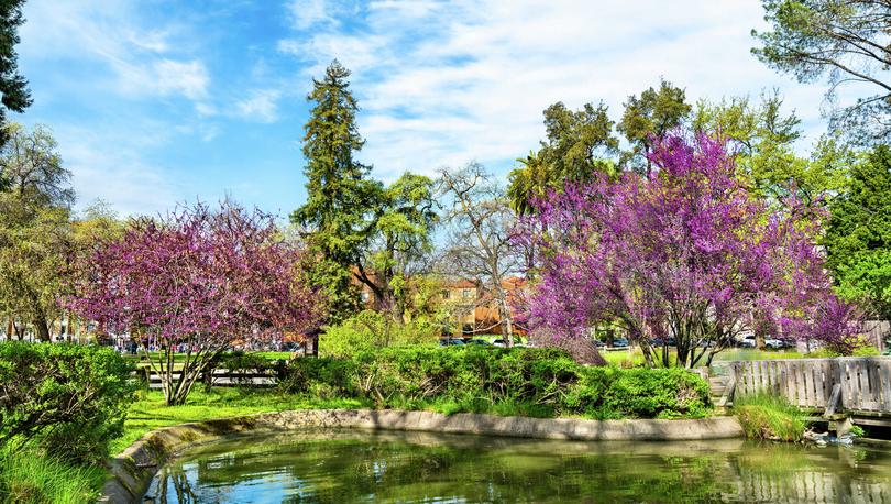 Sacramento, California Sutter's Fort State Historic Park with blooming purple trees, water feature, and greenery