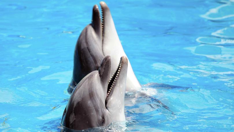 Two bottlenose dolphins sticking their heads out of the water and showing their teeth with their wide smiles