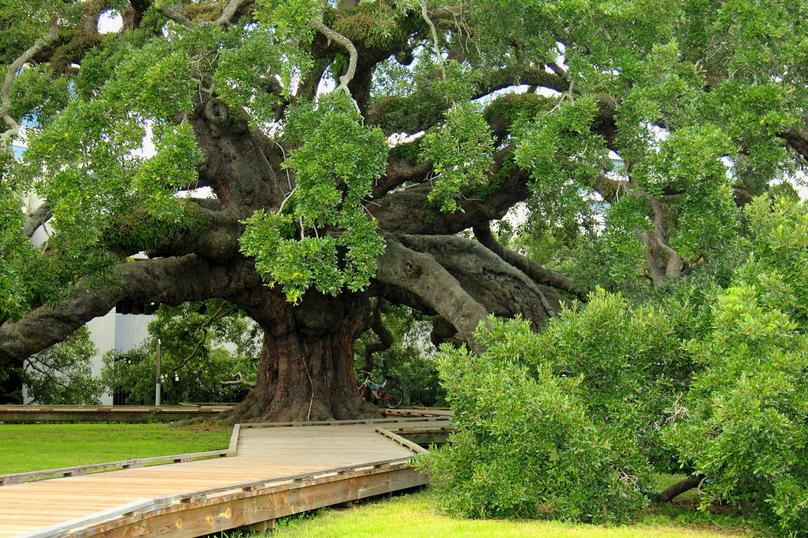 Jacksonville, Florida very large ancient oak tree with numerous leafy branches, wooden walkway, and grassy grounds
