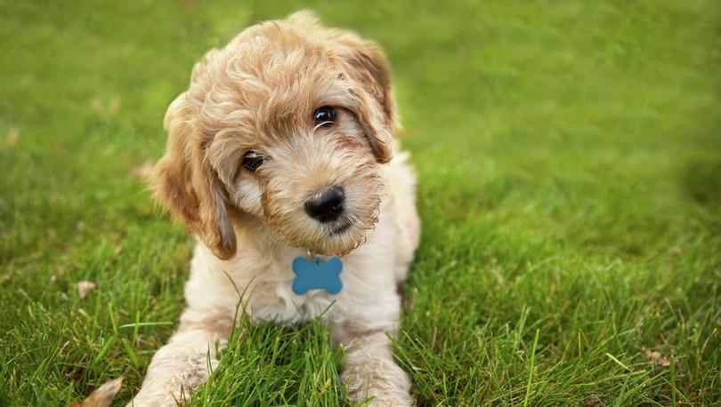 Copper goldendoodle puppy with blue dog tag laying in grass.