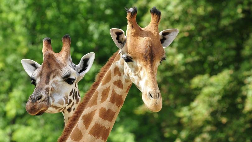 Two giraffes from the neck up with brown mane, brown spots, and lush green trees in the background
