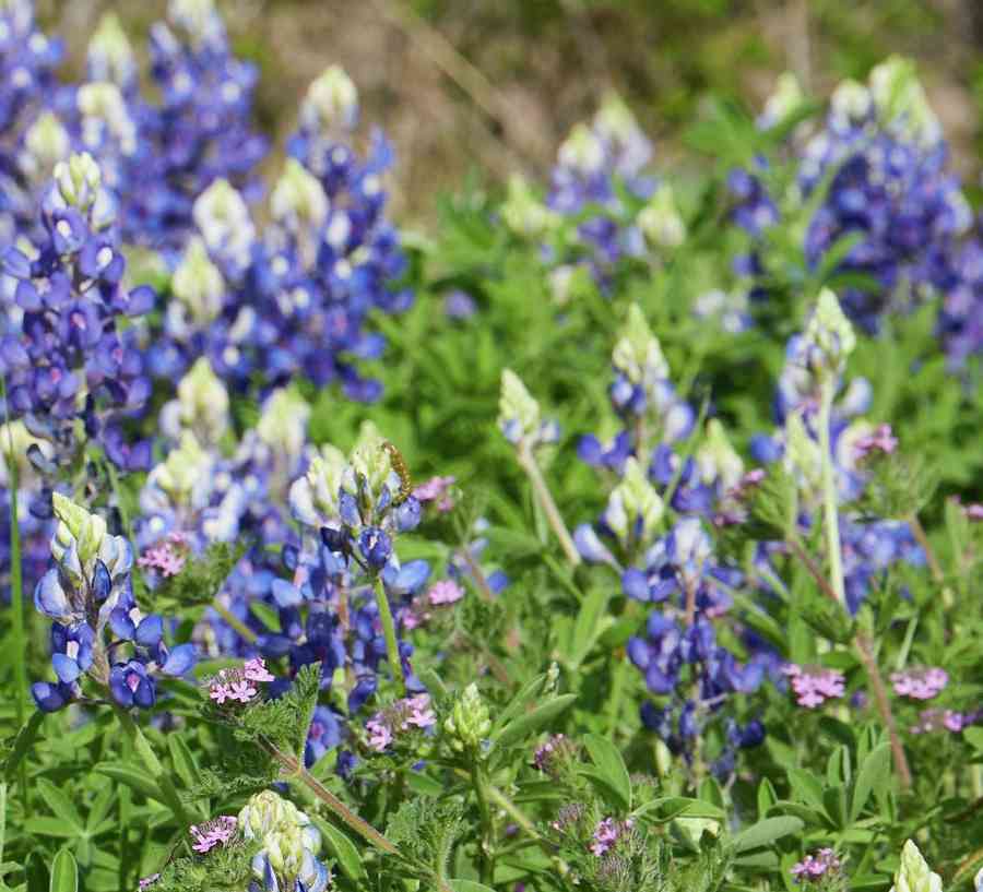 Field of bluebonnets.