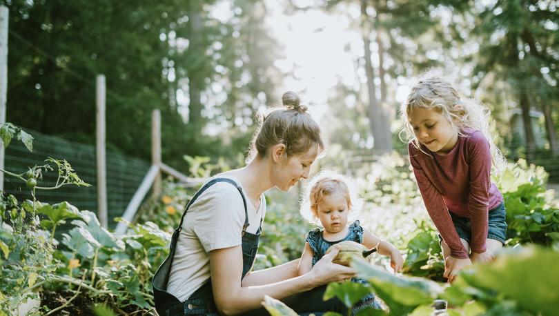 A mother and her children pick fresh squash from their garden on a warm late summer morning at their home.