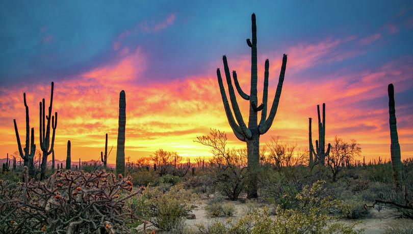 Tucson, Arizona Saguaro National Park Cacti Forest showing saguaros at sunset