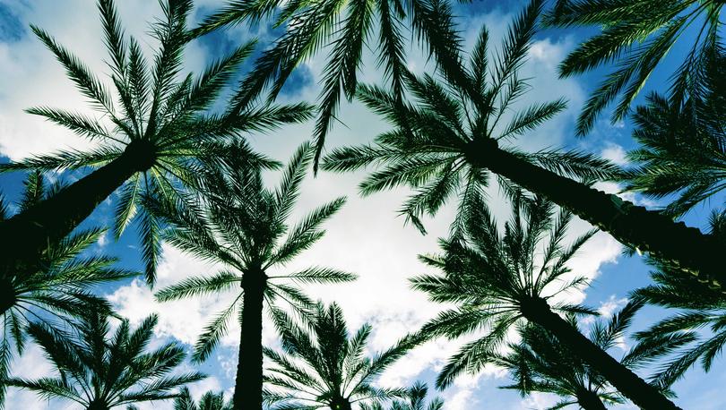 Tampa, Florida palm trees from the ground looking up with white clouds and blue skies