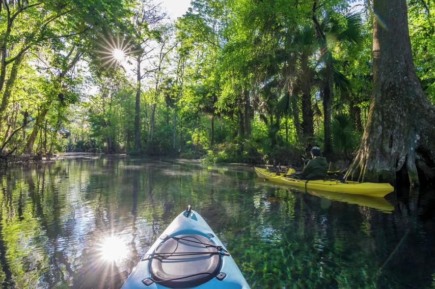 Silver River at Silver Springs State Park kayakers moving along the calm waters covered in overgrown lush trees