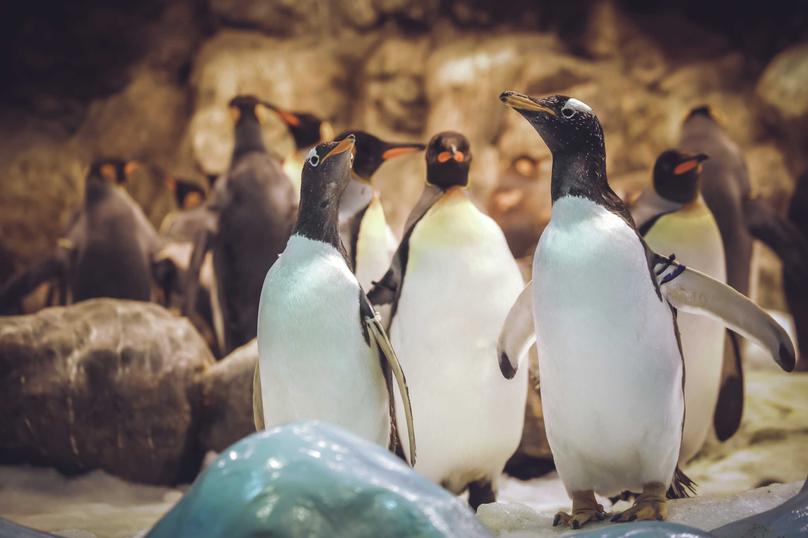 Three Gentoo penguins with white bellies, black heads, and orange beaks in focus and numerous penguins in the background
