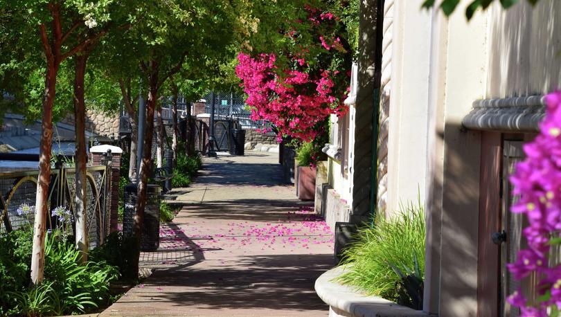 Bakersfield, California Mill Creek Park sidewalk with blooming pink flowers and overgrown trees casting shade along the path