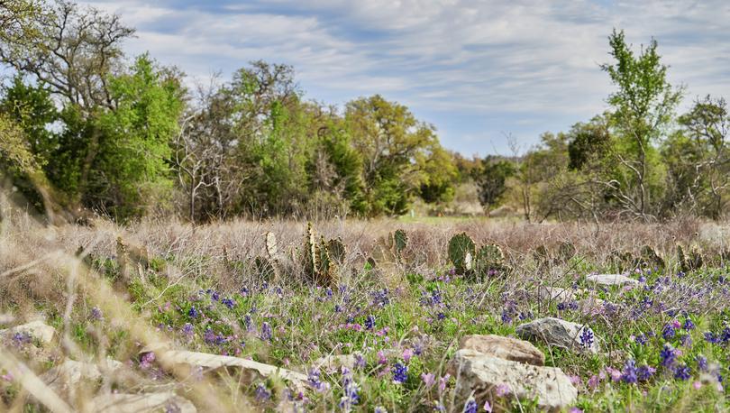 Bluebonnets and cactus in the Texas Hill Country.