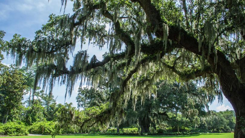 Wilmington, North Carolina Airlie Garden with large willow tree, green grounds, and shade
