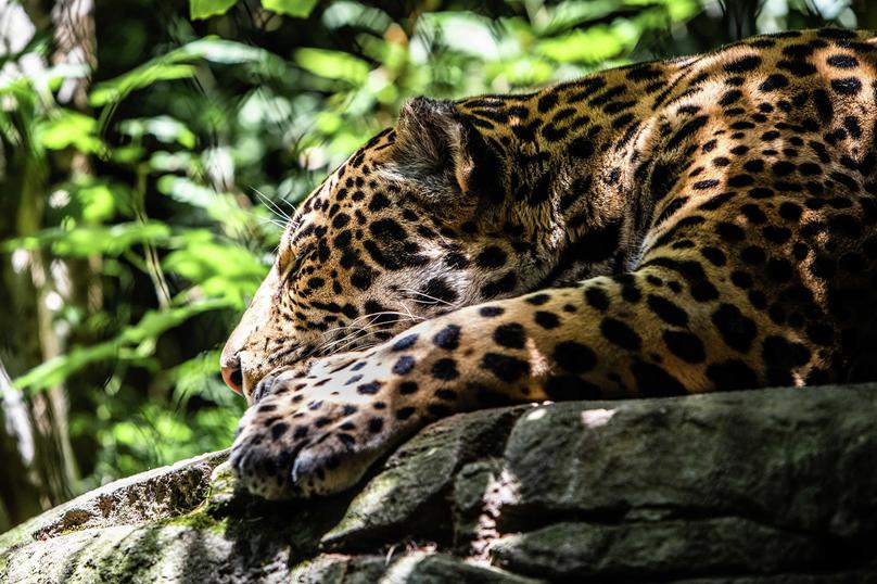 Jaguar taking a nap on a rock in a jungle-setting with green plants in the background