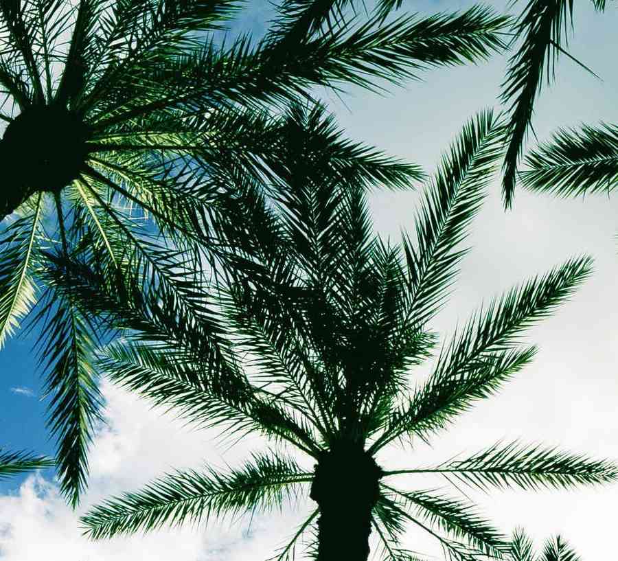 Tampa, Florida palm trees from the ground looking up with white clouds and blue skies