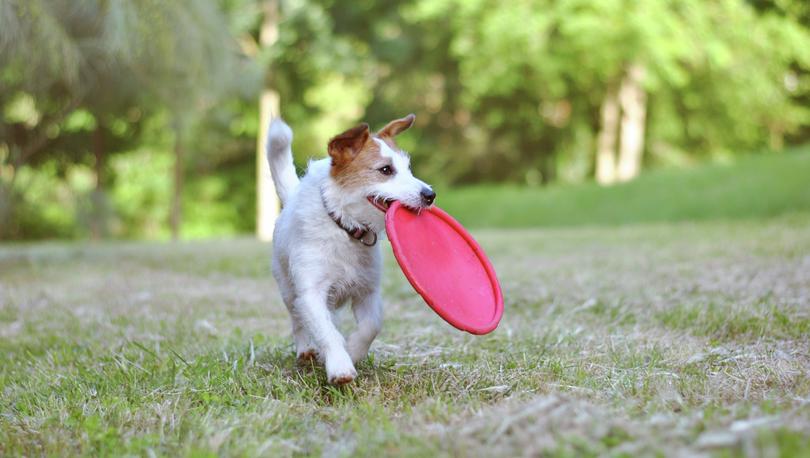 Small dog with frisbee.