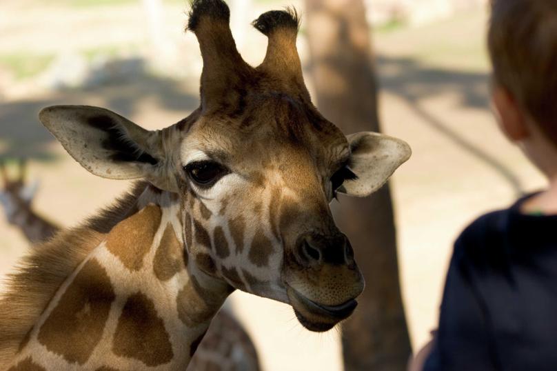 Giraffe looks at a young boy.